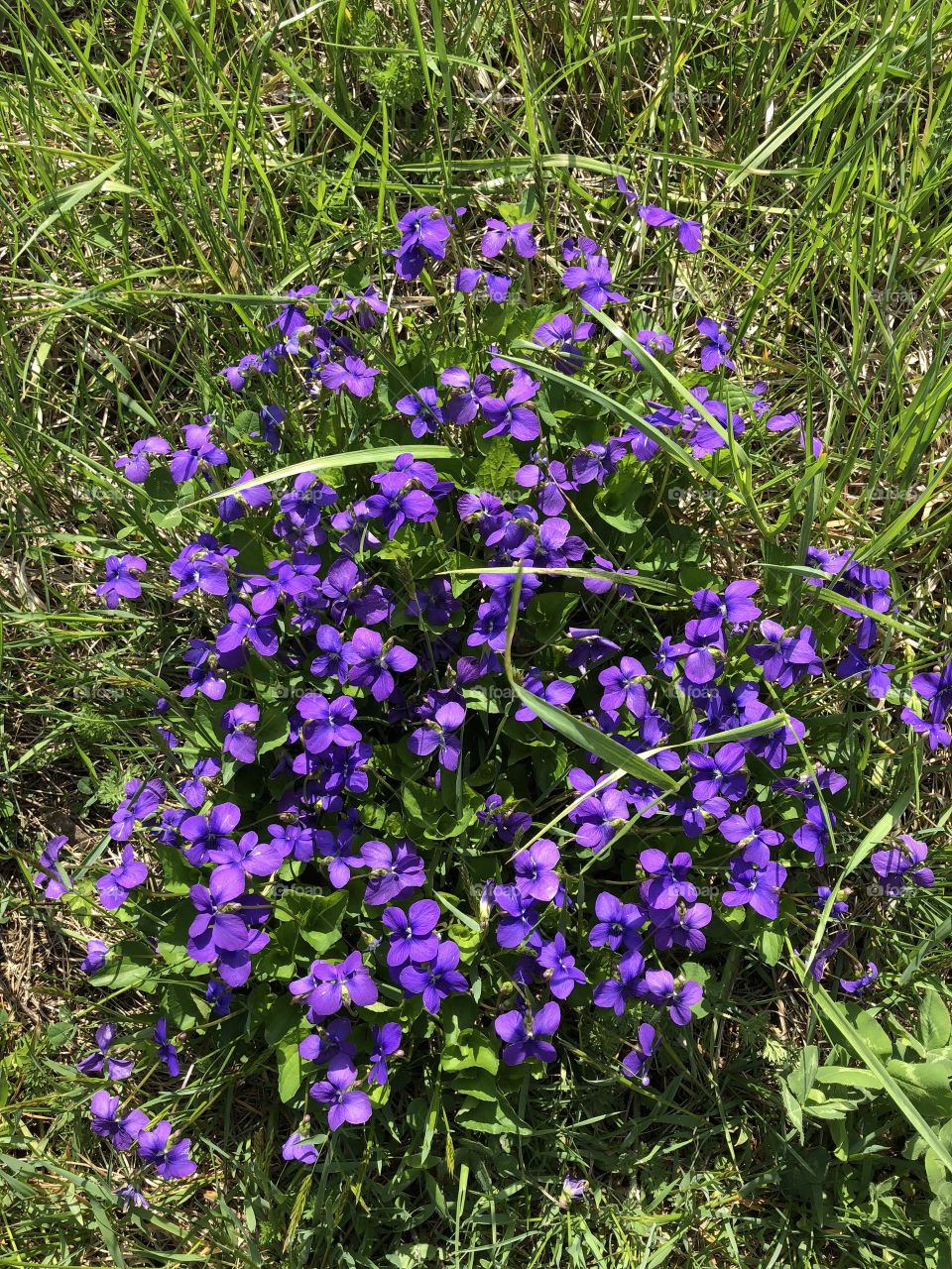 A beautiful purple spring flower!