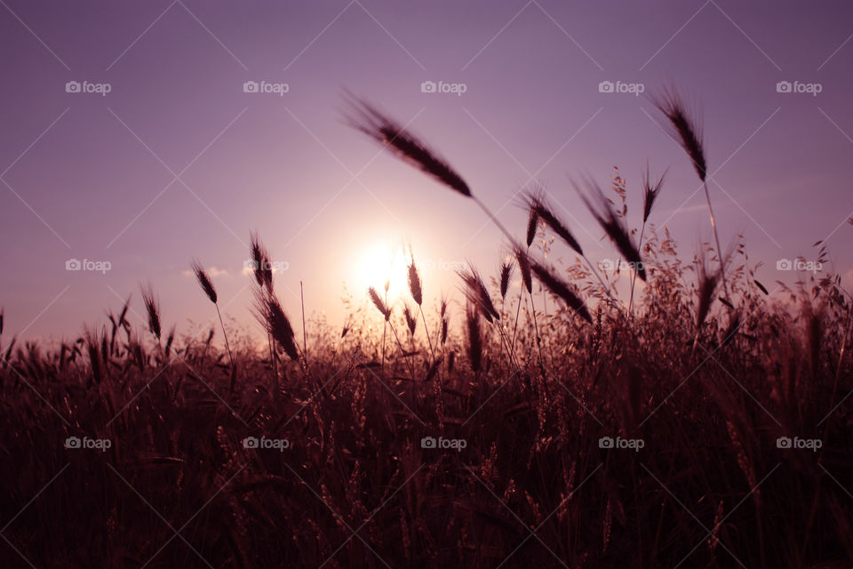 Dawn on a wheat field