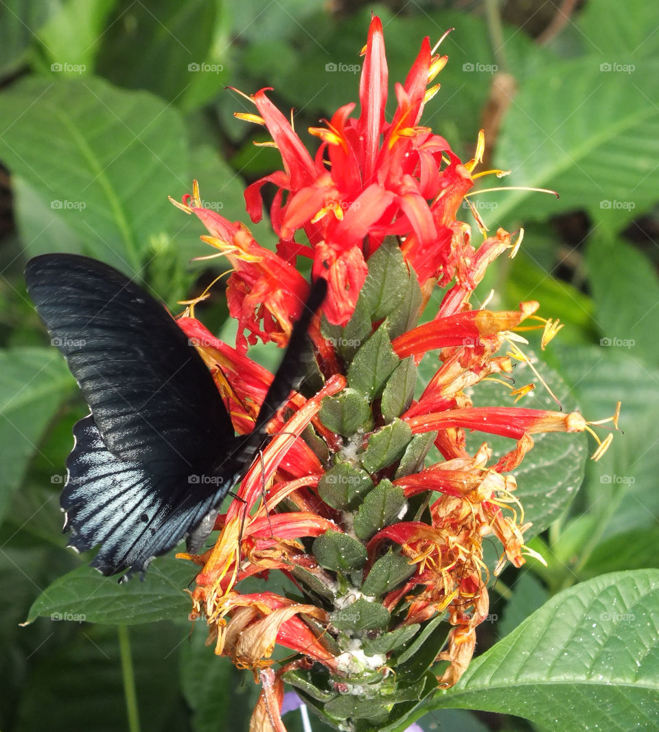 flower black orange butterfly by emmam