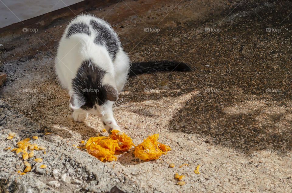 Cat Eating Pumpkin Sinuse