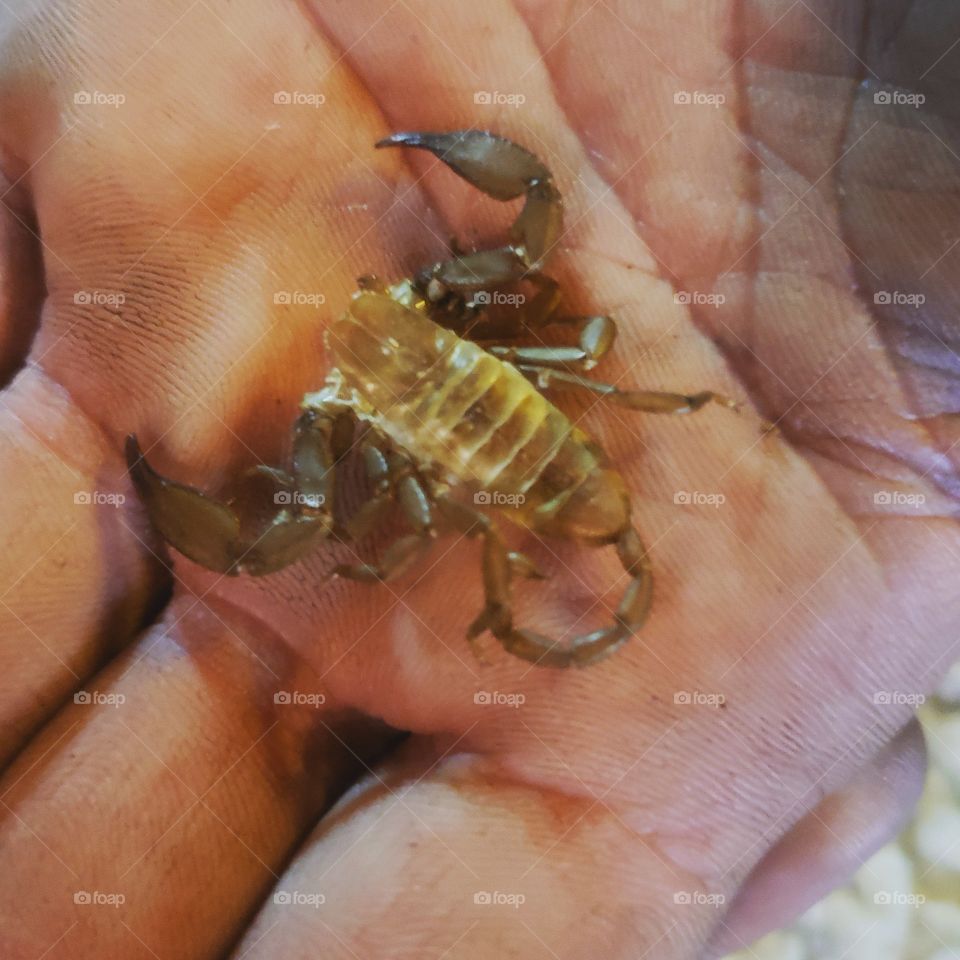 shed scorpion skin