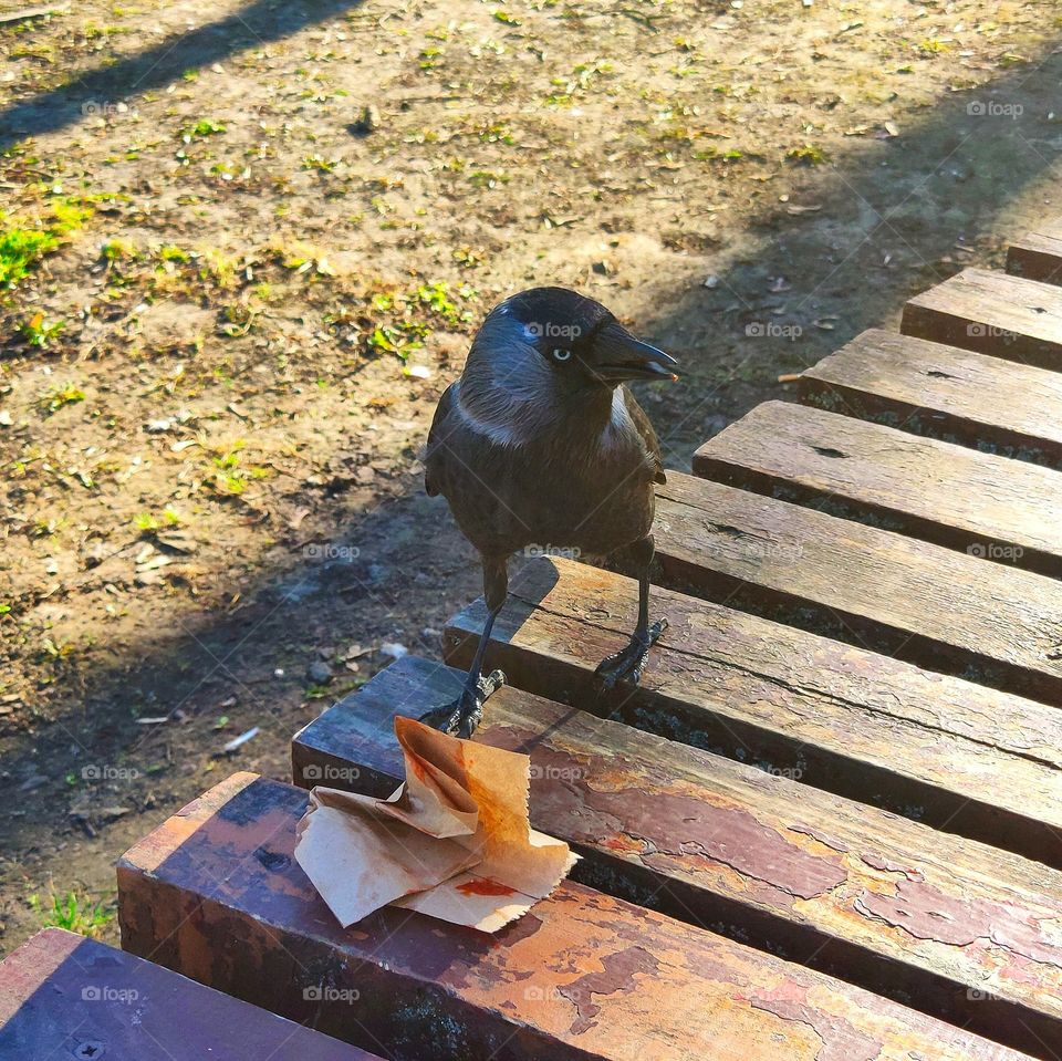 Little crow that finded leftovers