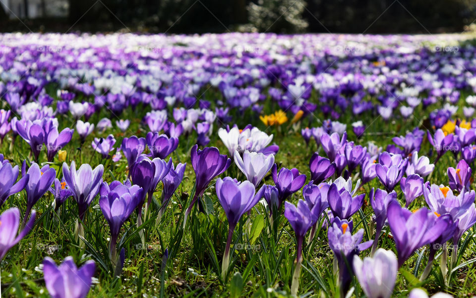 View of purple crocus field