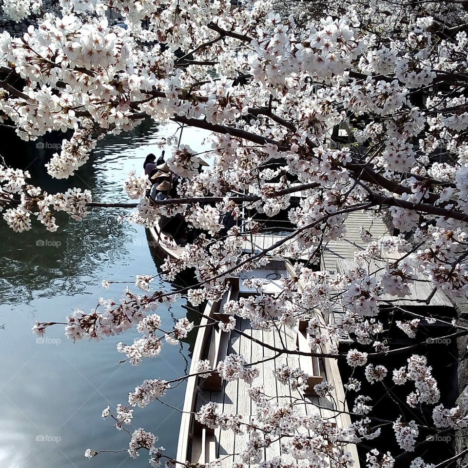 Sakura over the canal in Yanagawa City, Japan