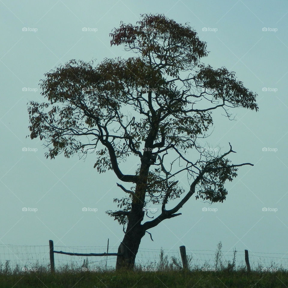 Lonesome Tree.