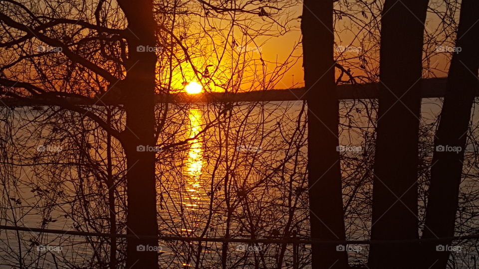sunset through the tree