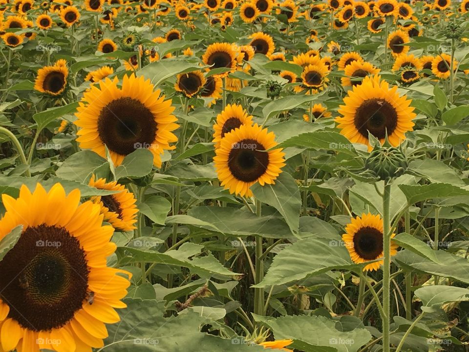 A field of beautiful sunflowers.