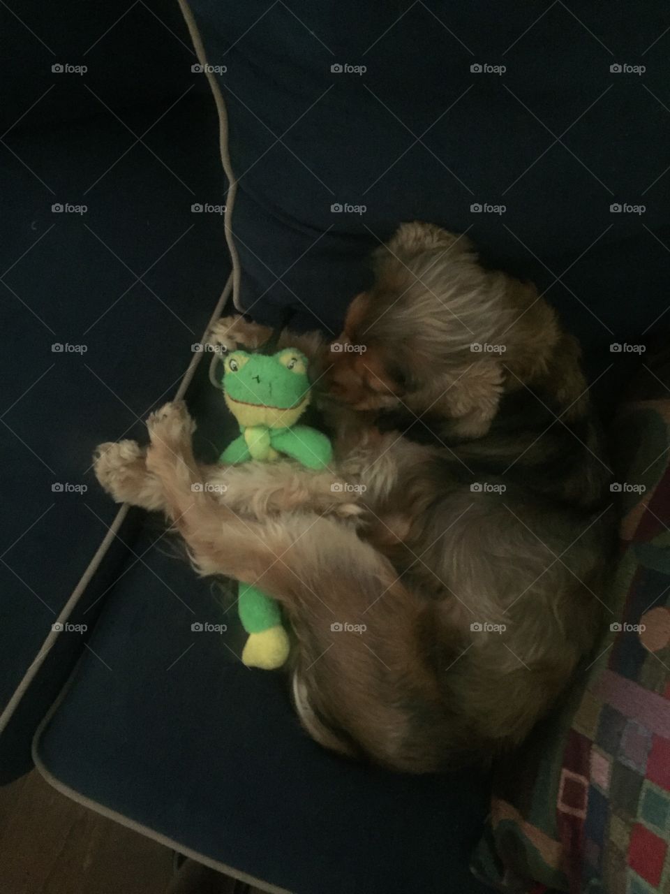 Puppy curled up with toy