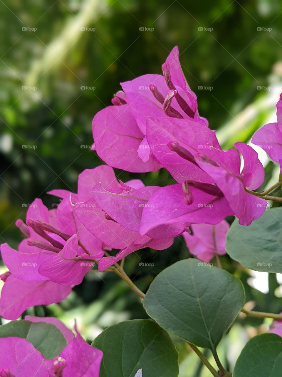 bougainvillea flowers🌺