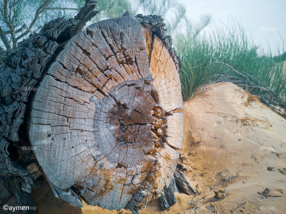 Dead tree stem captured