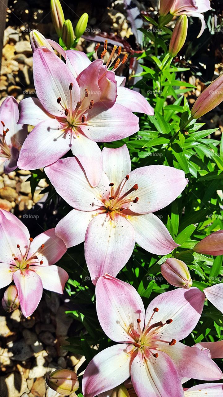lillies