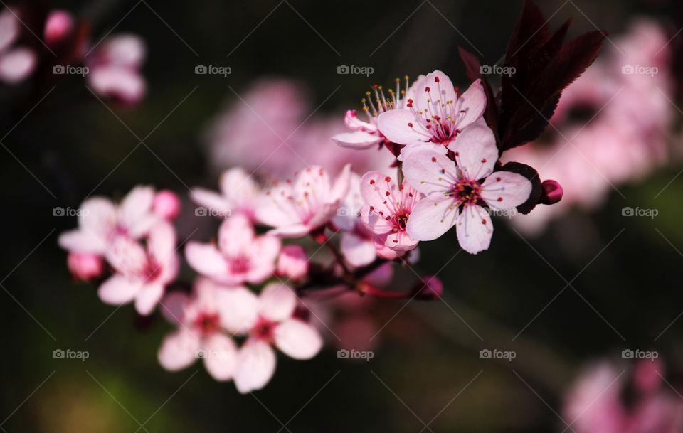 pink blooming tree branch in spring garden