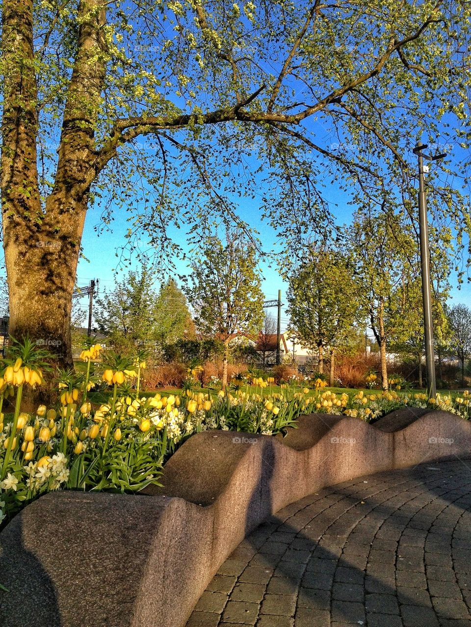 Parc with yellow flowers