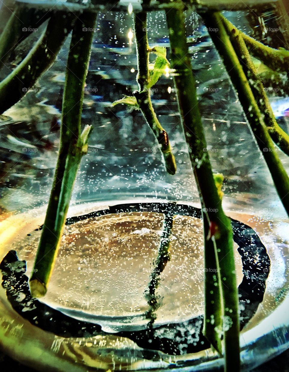 Rose stems in water