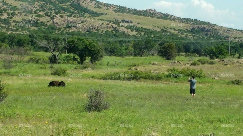 buffalo in the wildlife refuge