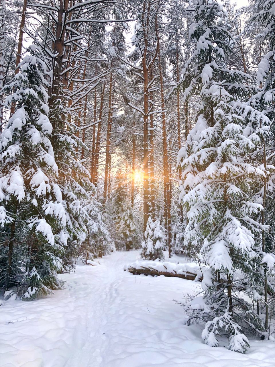 Winter coniferous forest