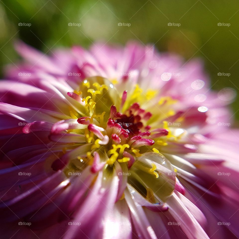 flower macro