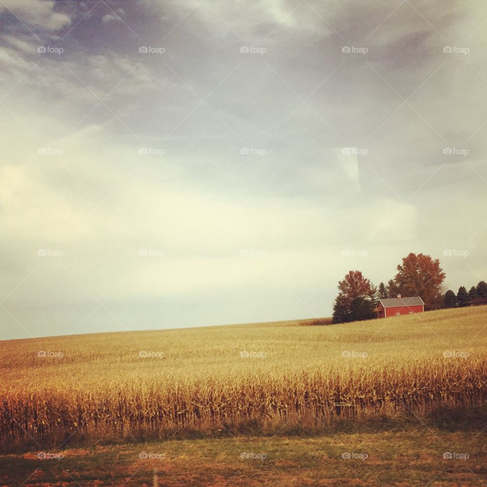 Fields of Grain. Taken from a tour bus across the country... A snapshot of Iowa