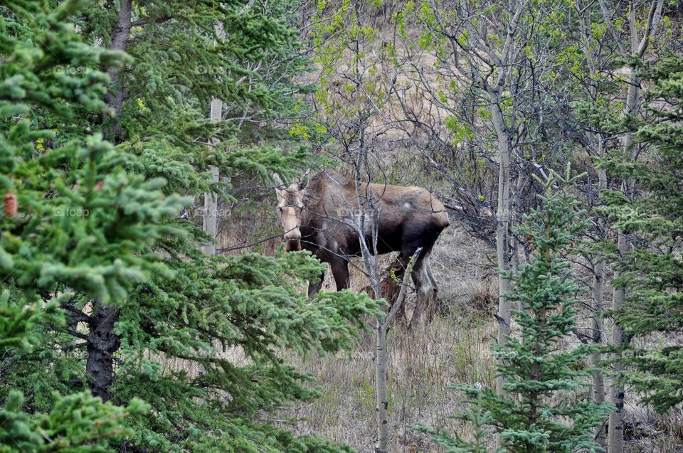 Animal grazing in field