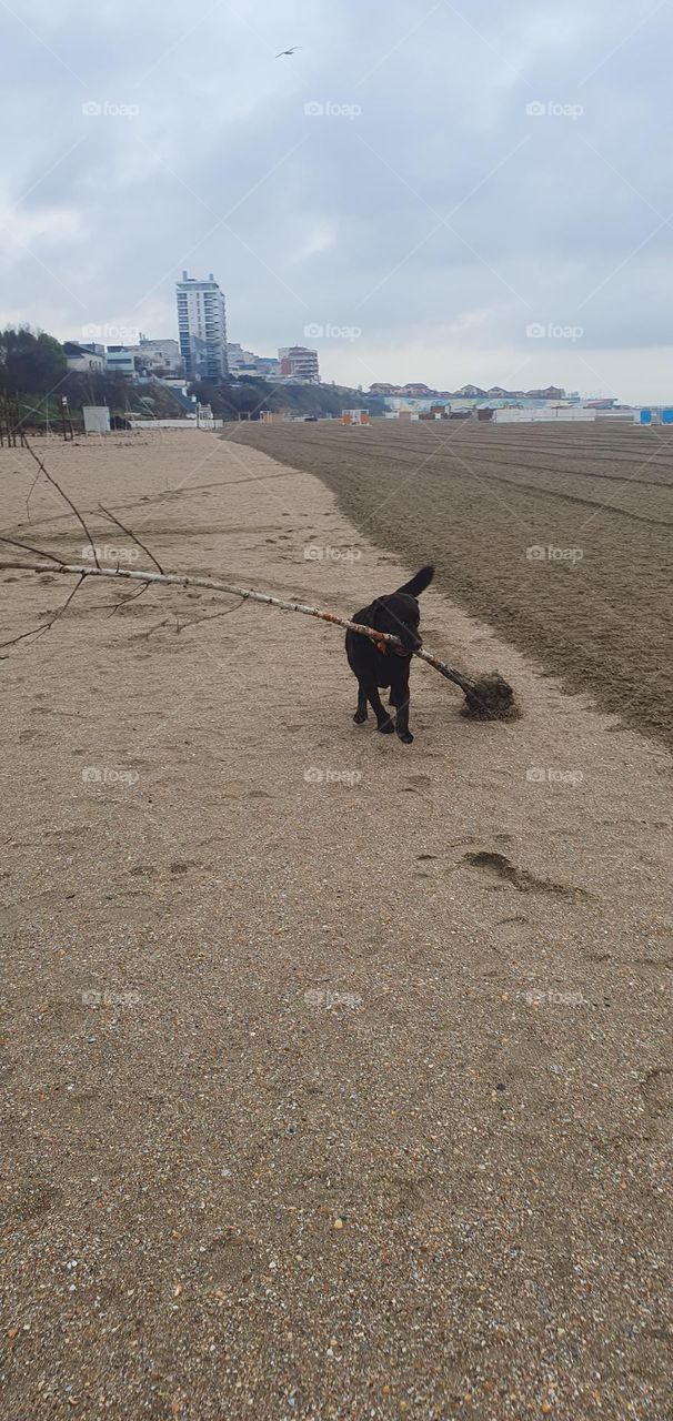 Planting the tree on the beach