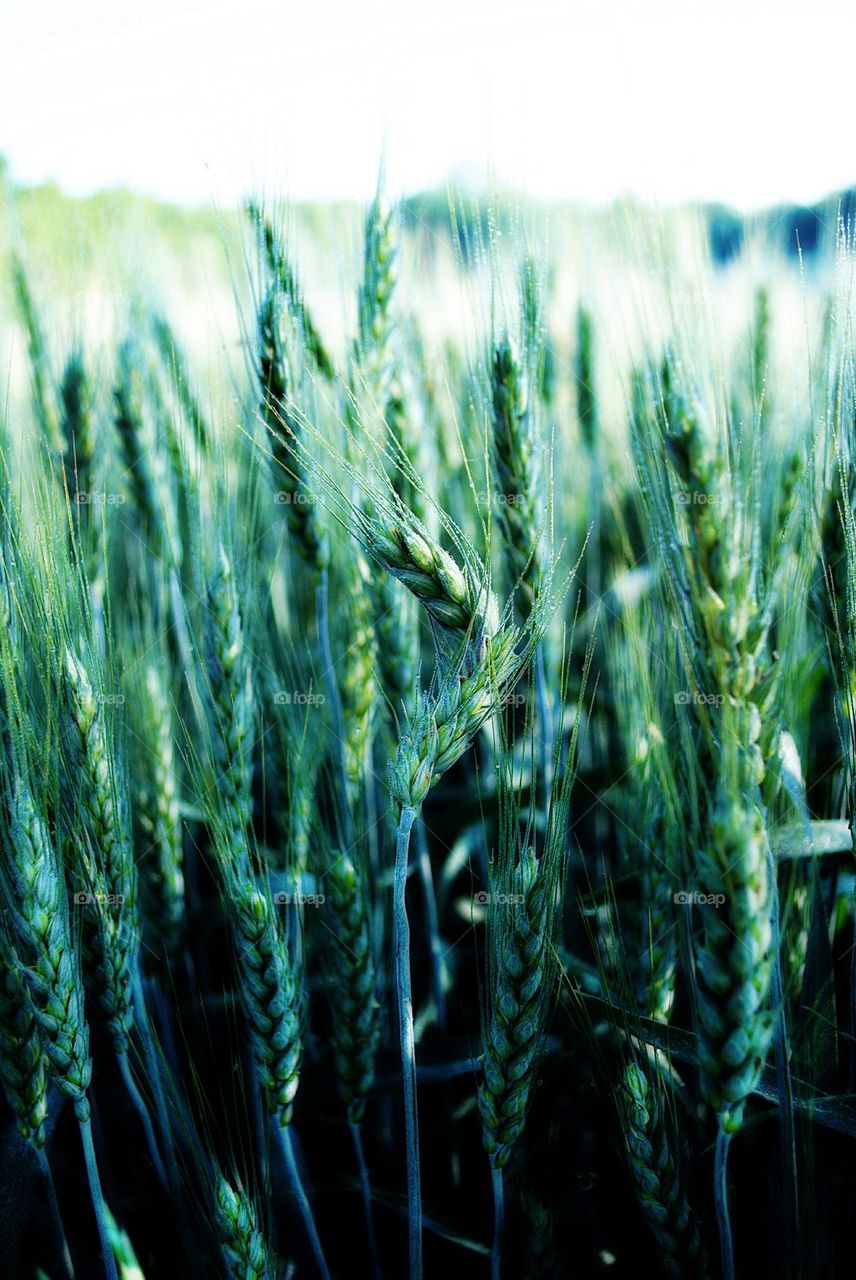 Wheat growing in field