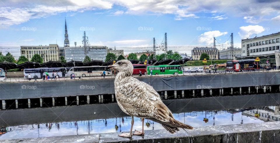 Mistress of the city. (Riga, July, 2019).
