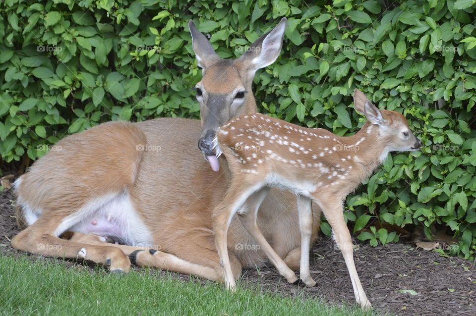 Doe and Fawn