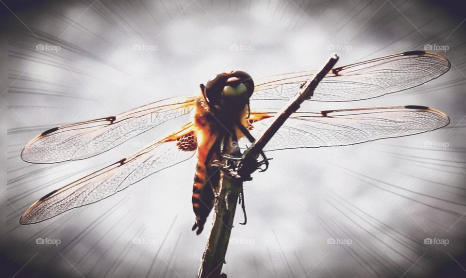 dragonfly
