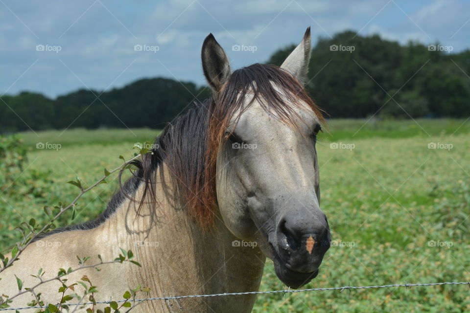 Horse on the farm looking at me