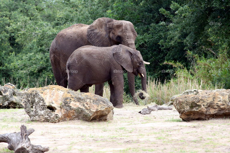 Baby Elephant