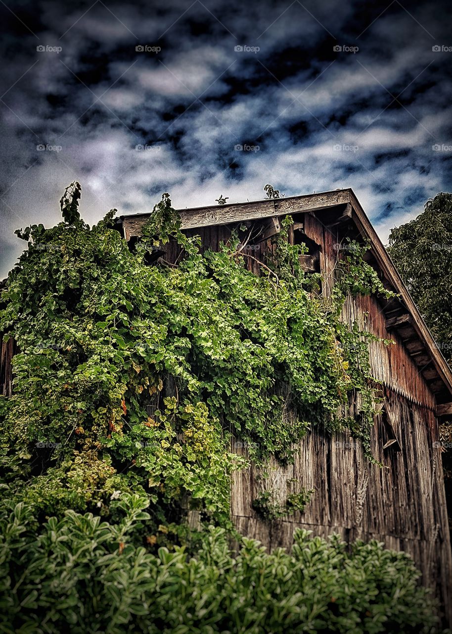 Overgrown French barn