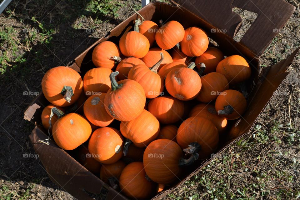 Box of Tiny Pumpkins