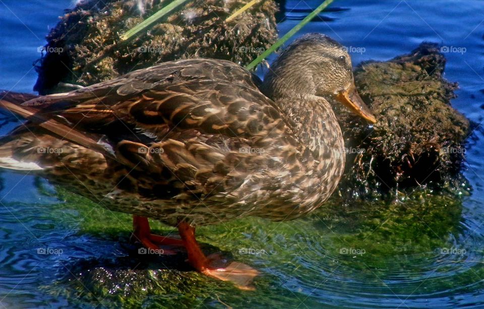 Mallard Duck and Blue Water