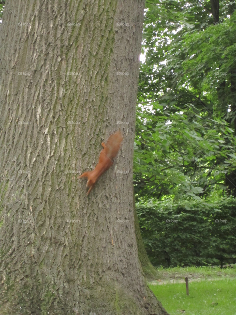 Squirrel on a tree