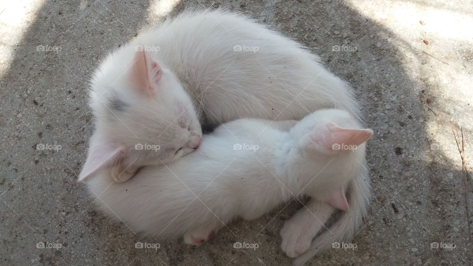 2 sleeping albino kitties