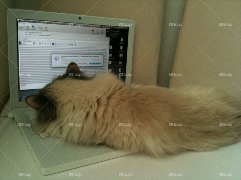 cat sleeping mac by geekz