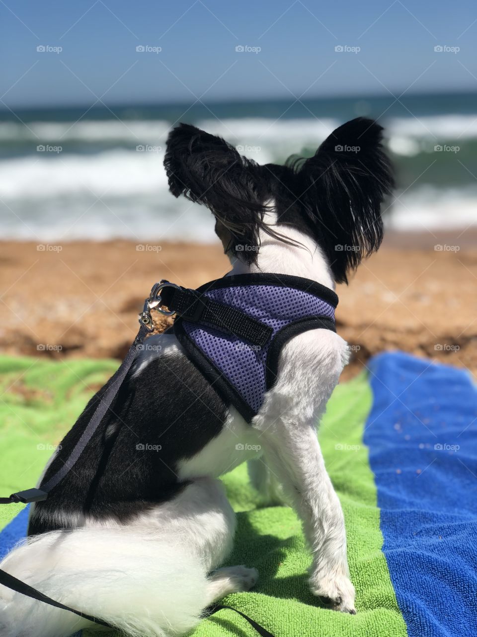 Bella’s first beach vacation