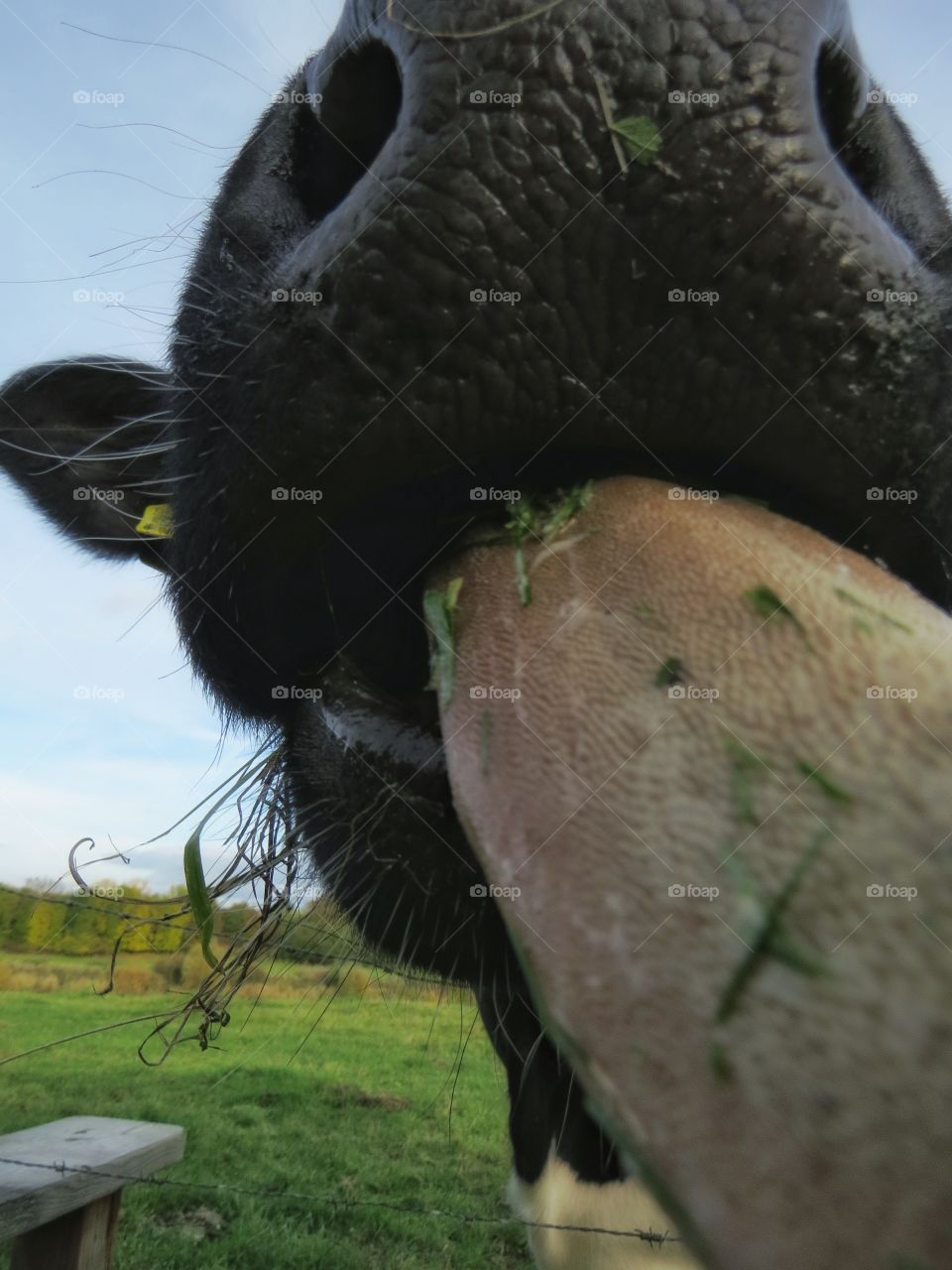 Close up of cow tounge