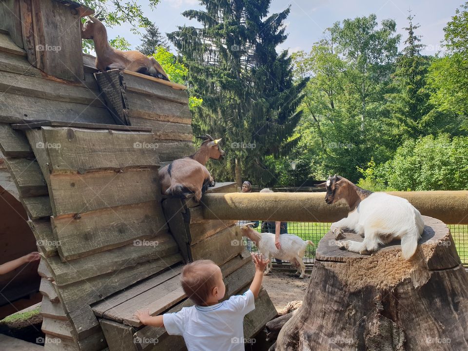 toddler boy trying to reach a got at a petting zoo