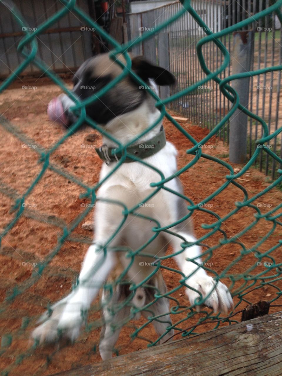 Excited to see you 🐶