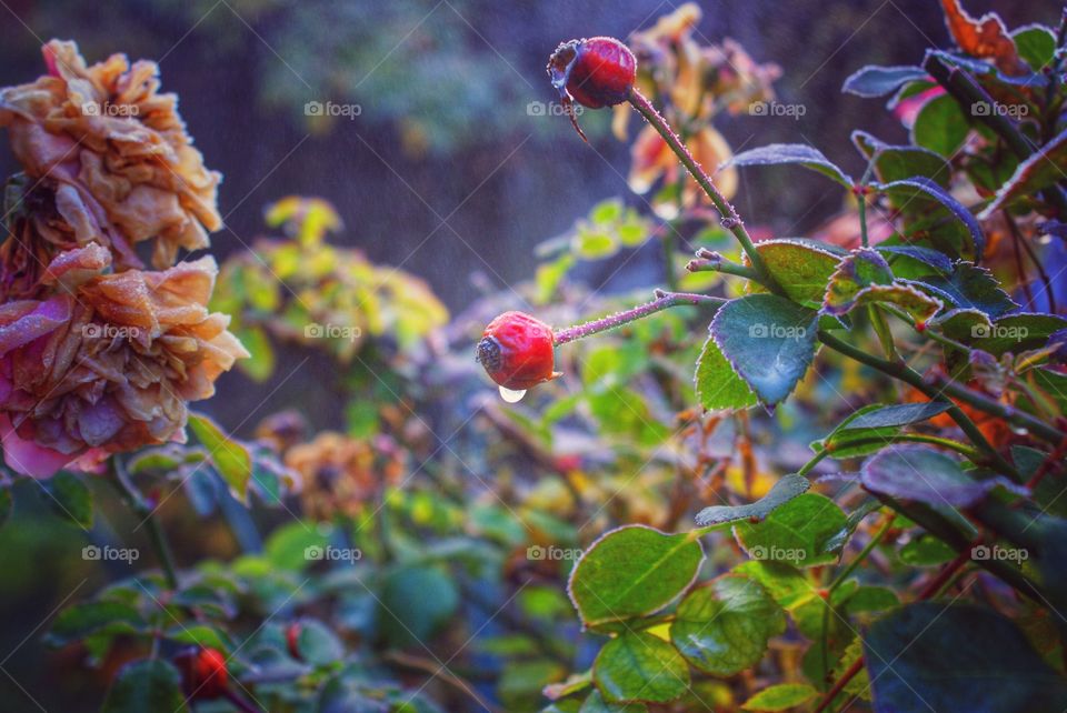 Close-up of rose hip