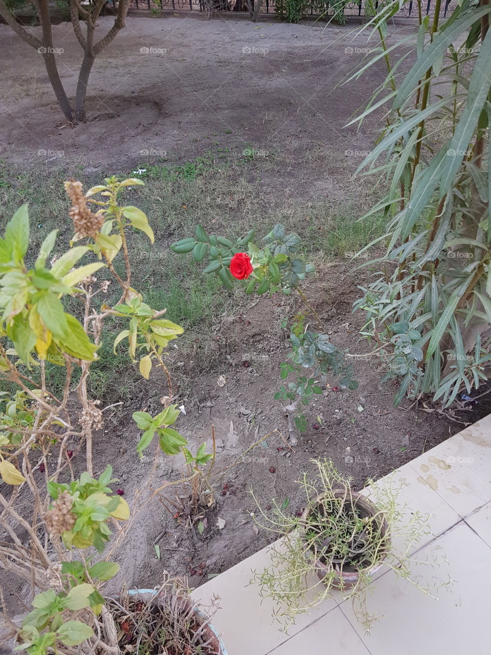 beautiful red flower in garden.