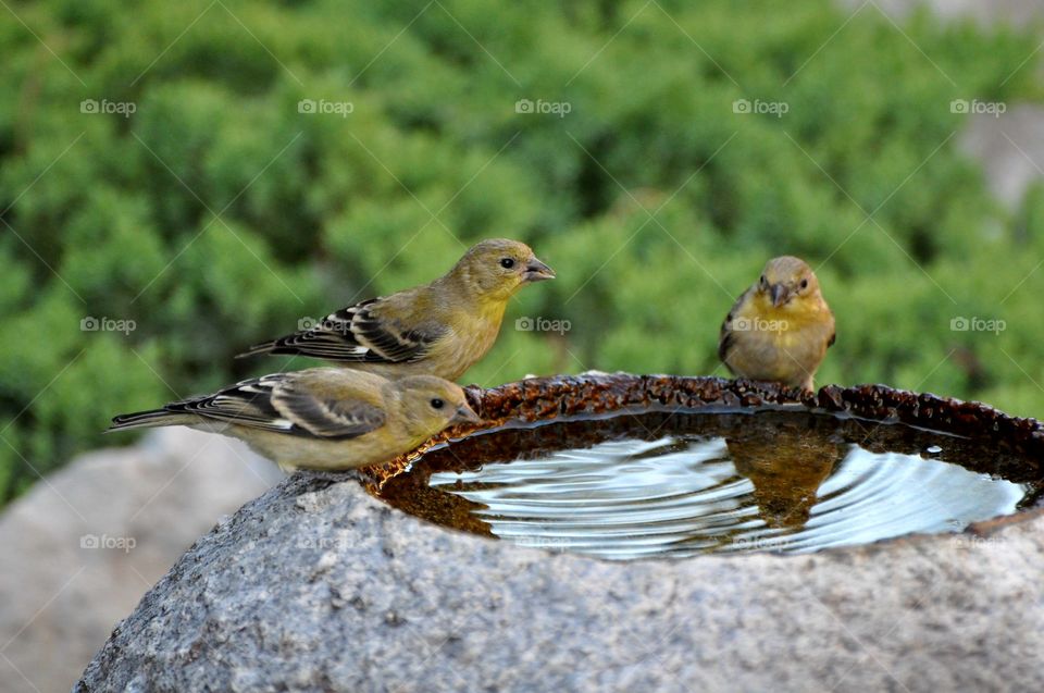 3 sparrows