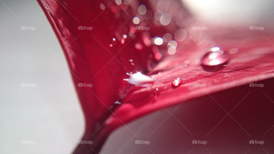 Red leaf with water drops