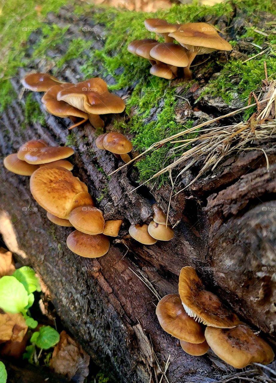 some mushrooms found on a old log