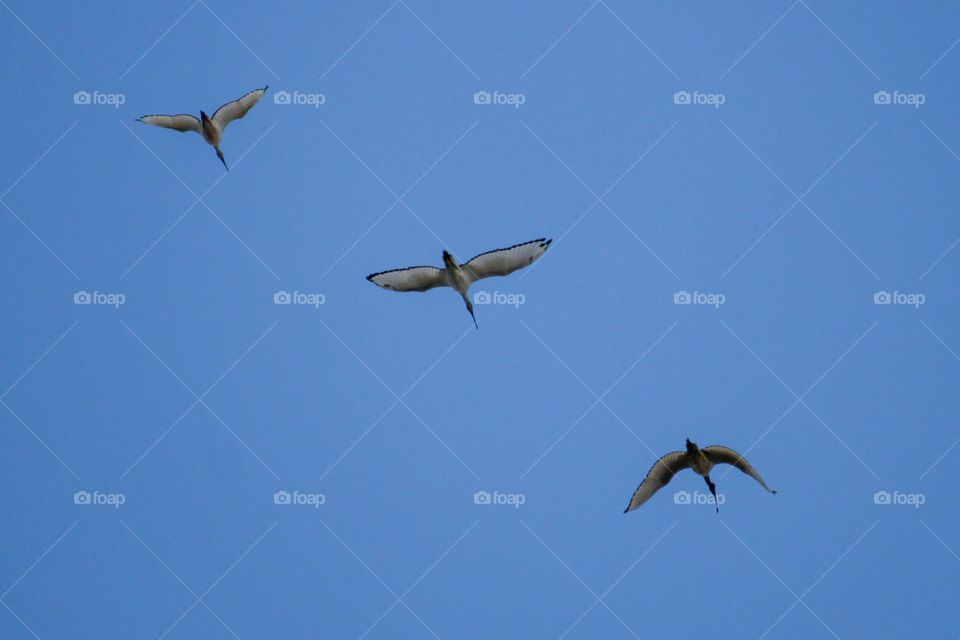 Three African sacred ibis birds flying in the sky