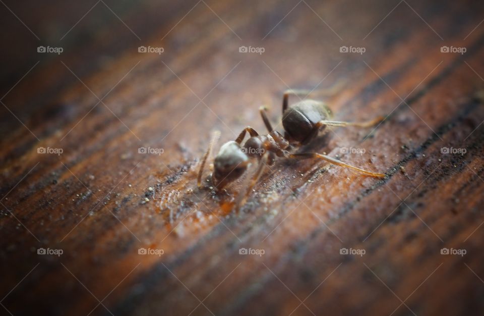 ant