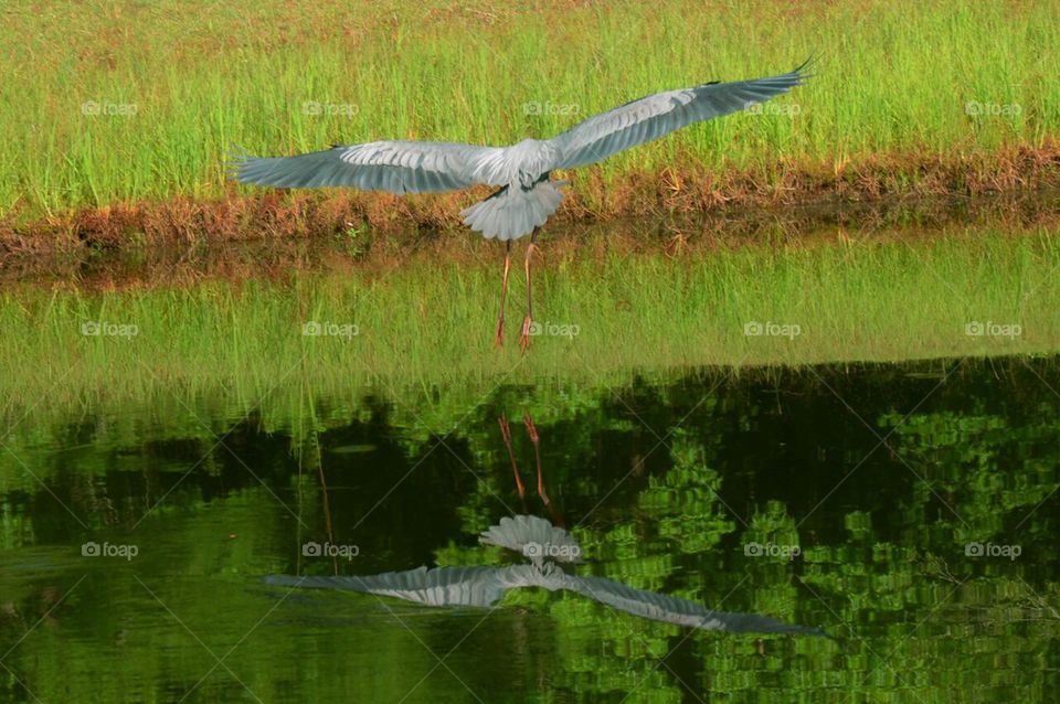 Great Blue flight