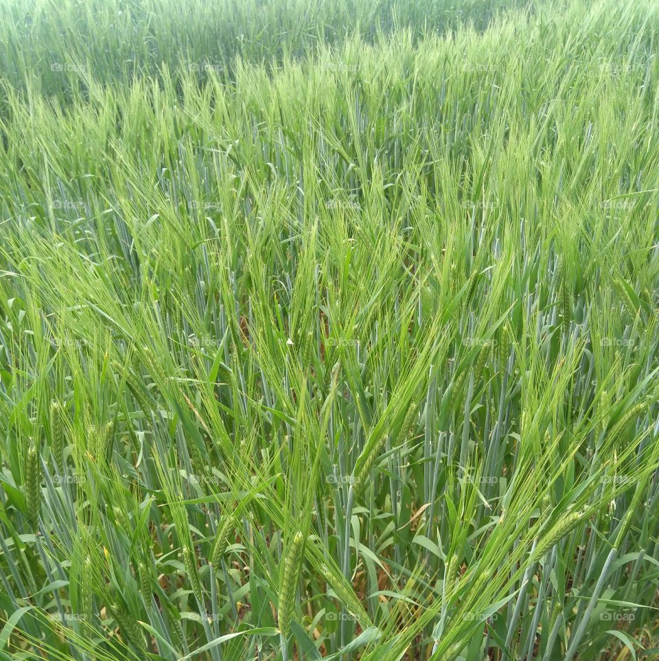 green agriculture field summer texture background