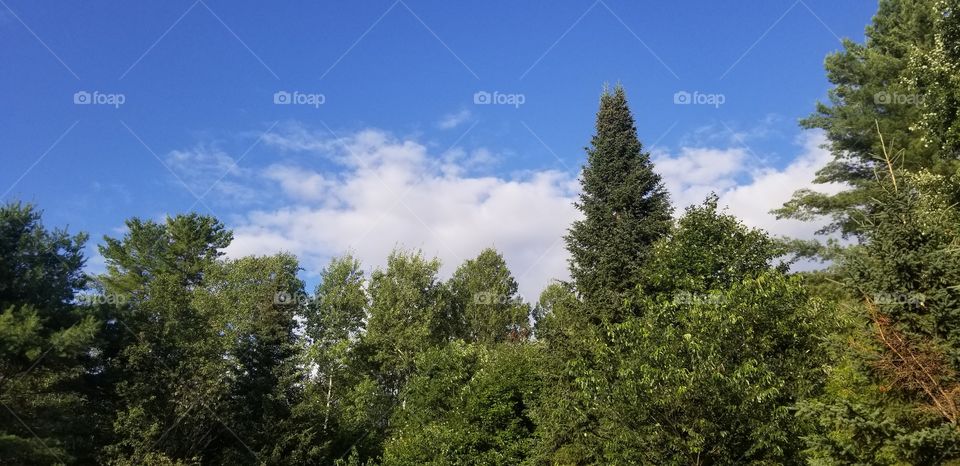 Blue sky and green trees, Alberta, Canada. A view that's not really a view but a sight to see
